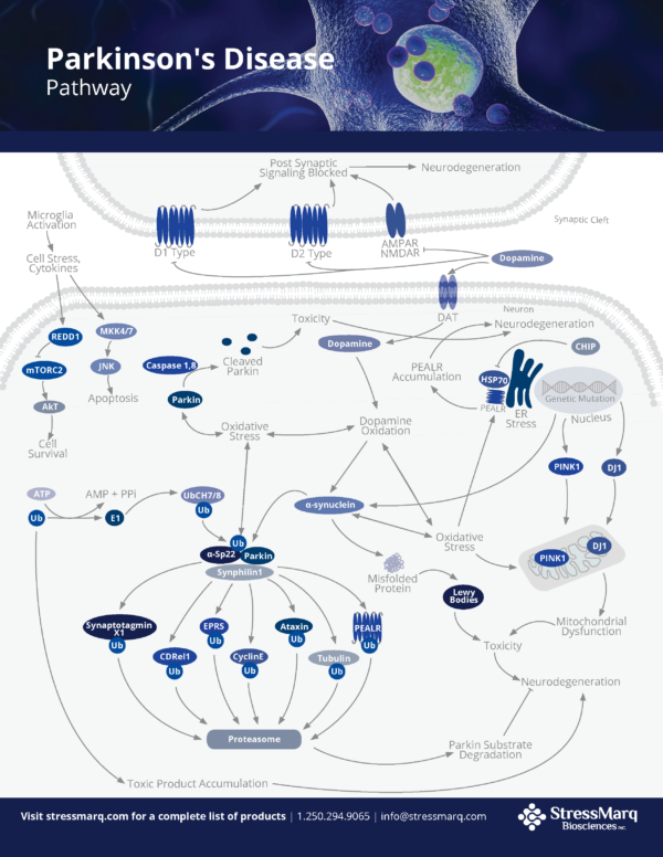 Parkinson S Disease Pathway