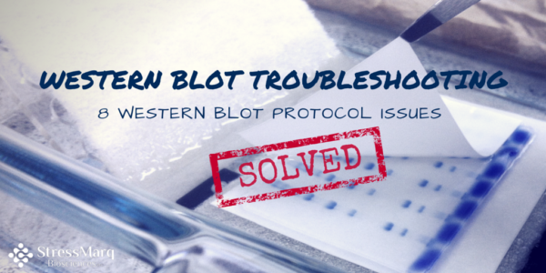 western blot troubleshooting high background