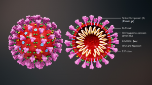 3D_medical_animation_coronavirus_structure