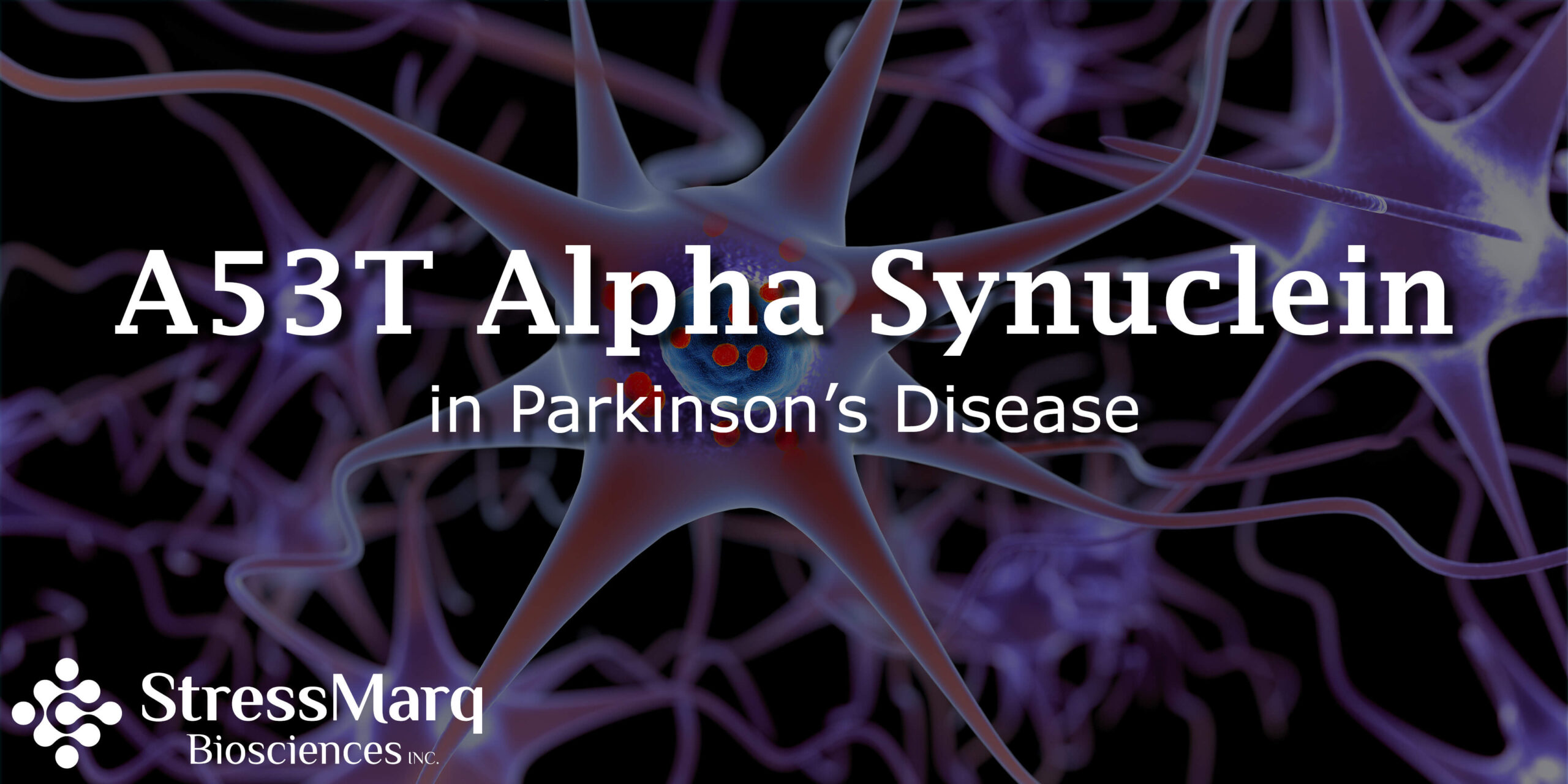 A53T Alpha Synuclein in Parkinson's Disease | StressMarq