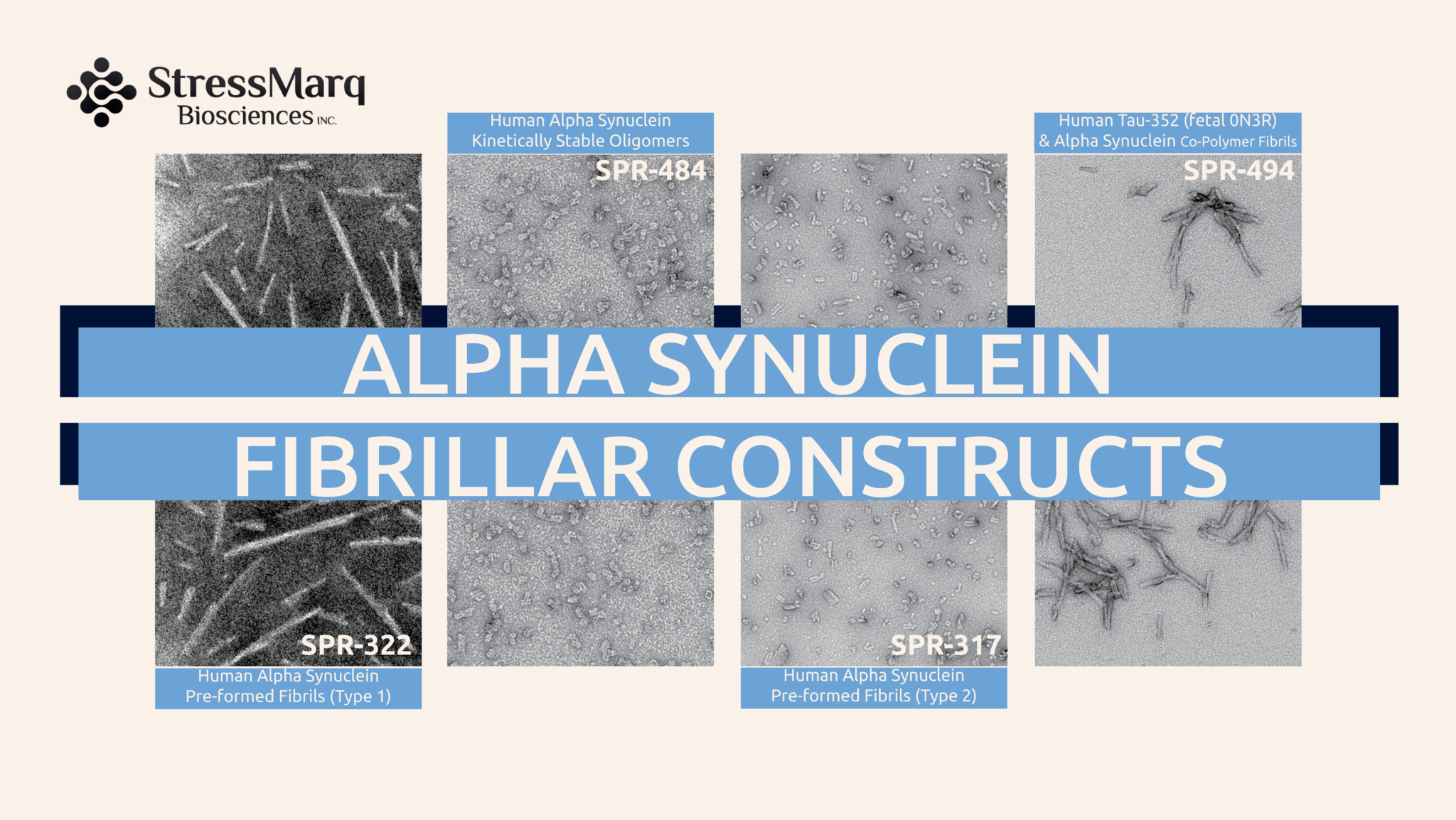 Alpha Synuclein Fibrillar Constructs | StressMarq