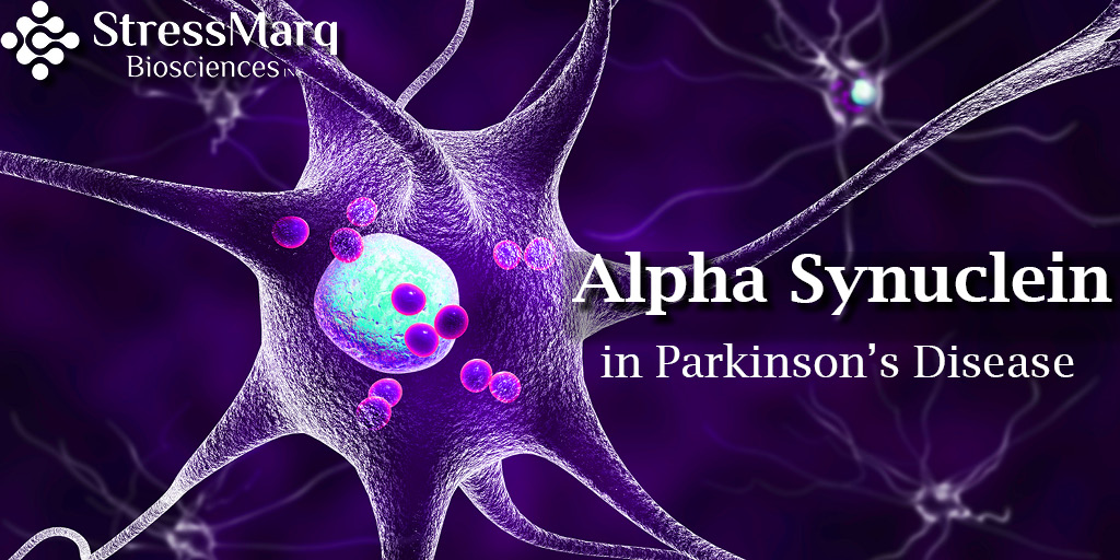 Alpha Synuclein in Parkinson's Disease | StressMarq