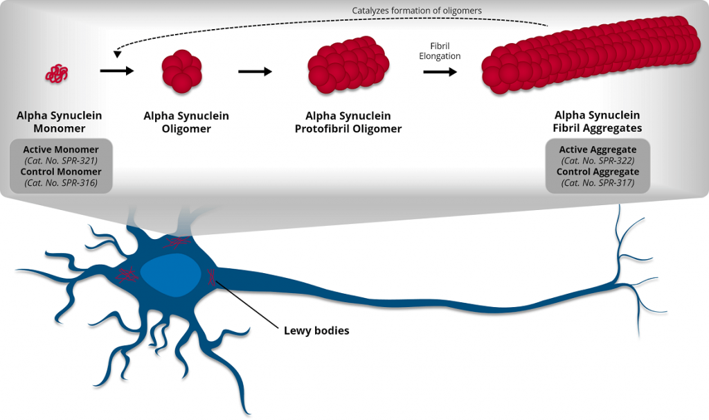 Active Alpha Synuclein Fibrils | StressMarq