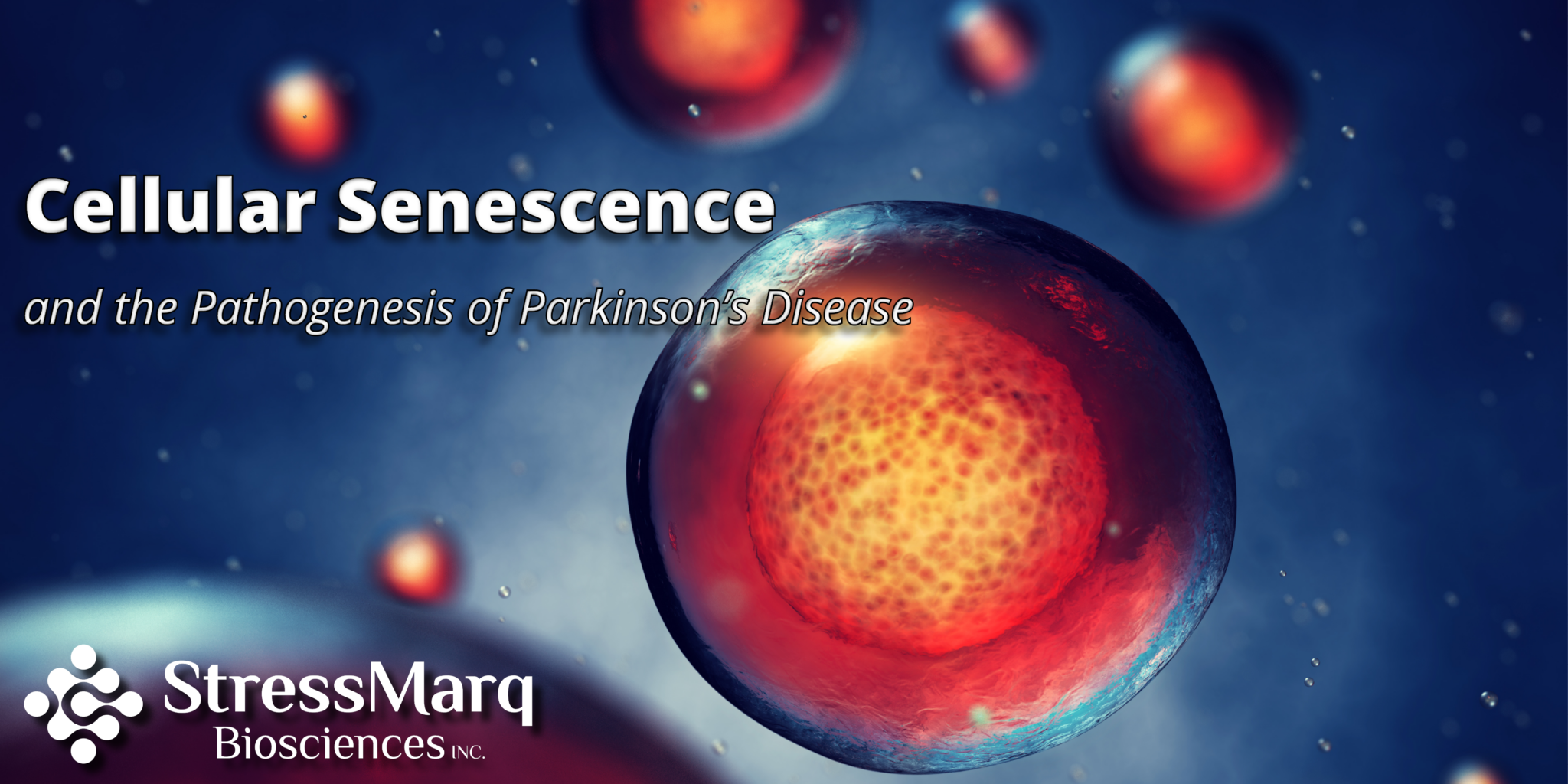 Cellular Senescence and Parkinson’s Disease StressMarq