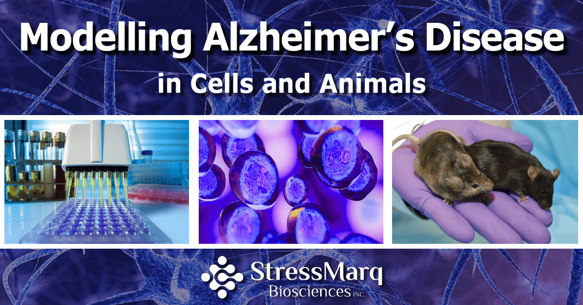 Modelling Alzheimer's Disease in Cells and Animals StressMarq