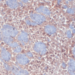 SMC-305_HCN2_Antibody_S71_IHC_mouse_frozen-brain-section_1.png