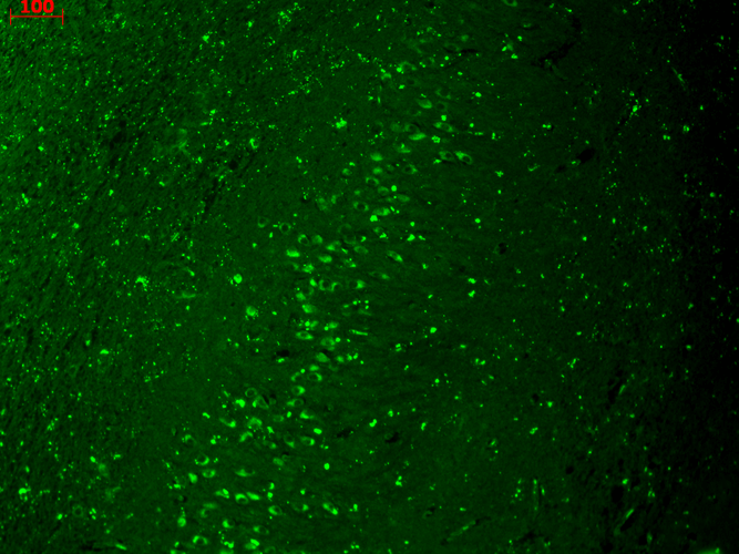 Kir2.1 Antibody, Clone S112: HRP | Scientist.com