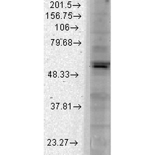 Kir2.1 Antibody, Clone S112: HRP | Scientist.com