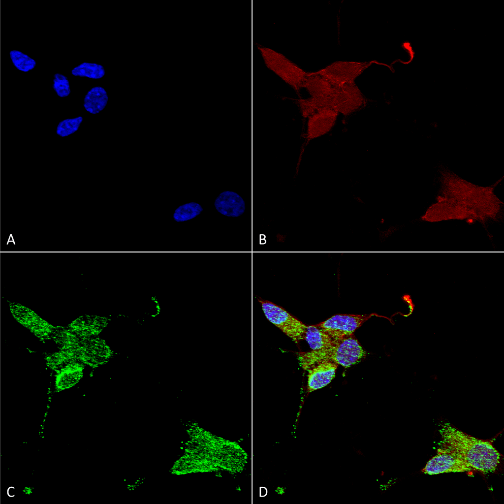 TRPM7 Antibody, Clone S74: APC | Scientist.com