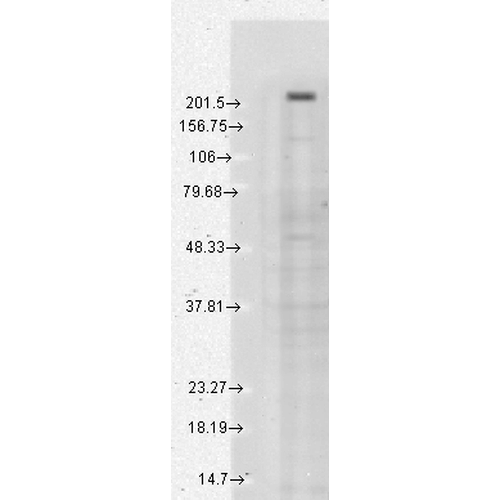 TRPM7 Antibody, Clone S74: APC | Scientist.com