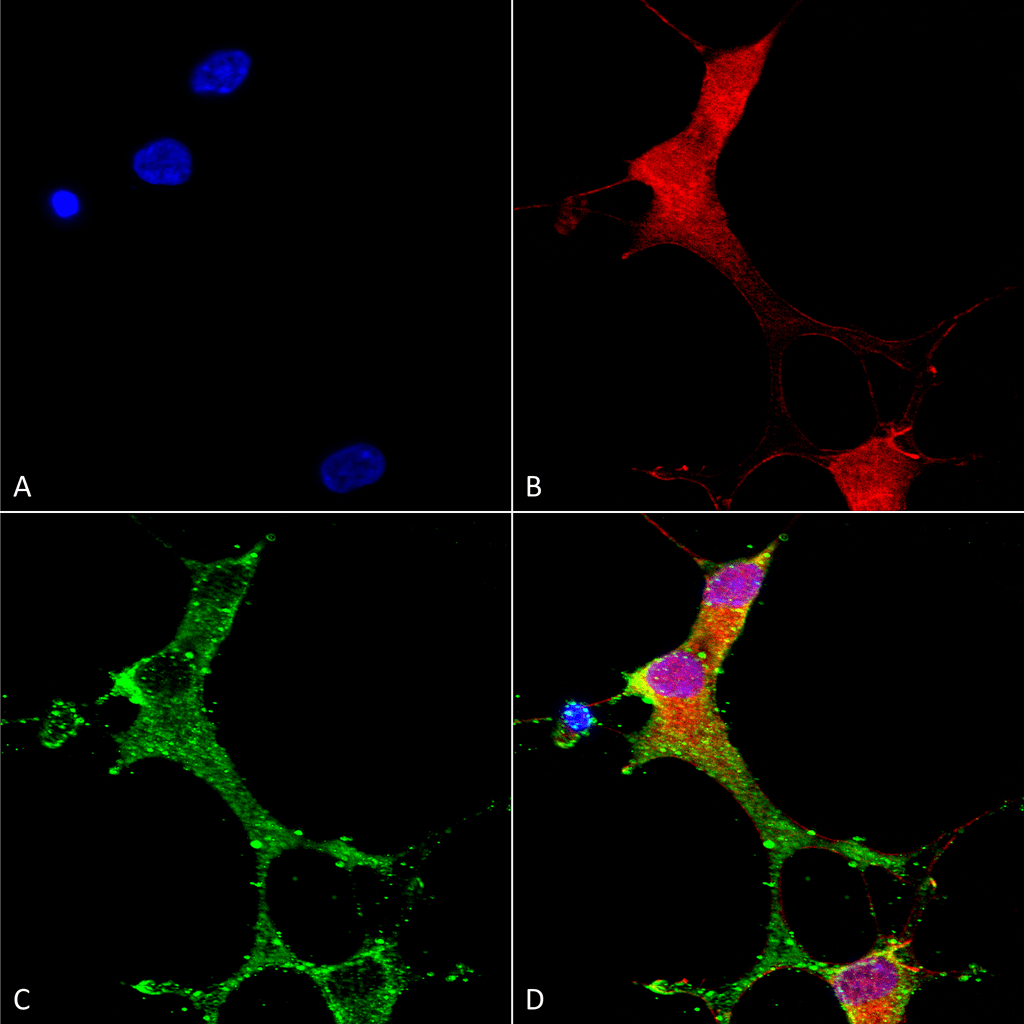 Anti-mGluR5 Antibody [S75-3] Monoclonal IgG2A