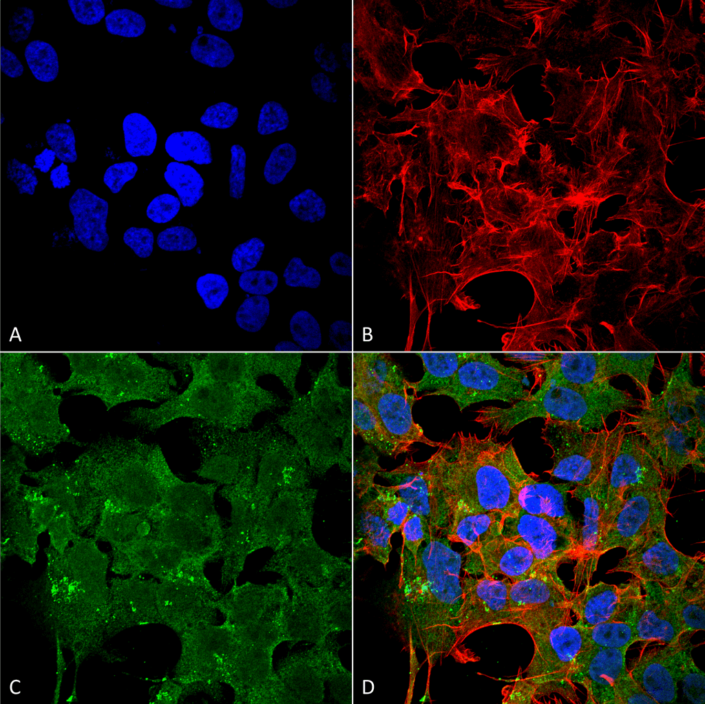 Anti-NMDAR2A NMDA receptor Antibody [S327A-38] | StressMarq