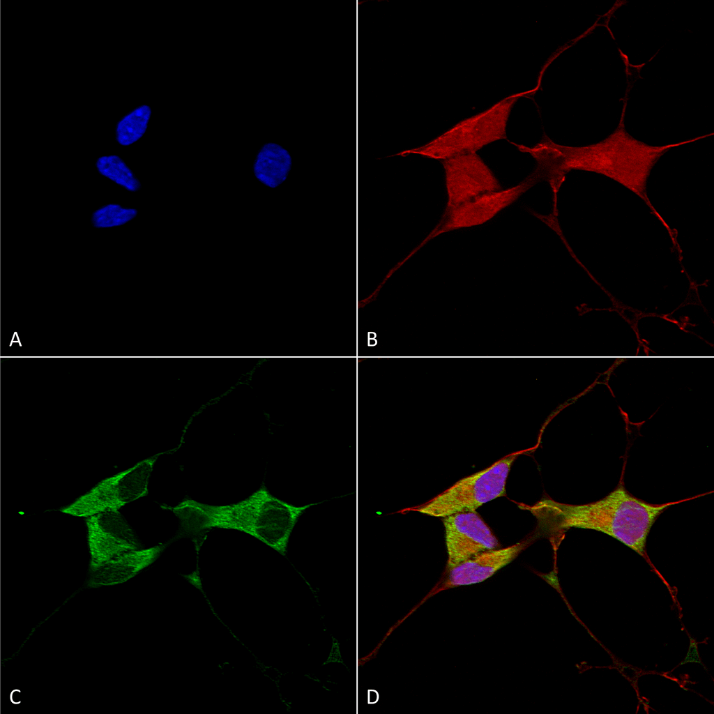 Anti-Mitofusin 2 Antibody [S153-5] Monoclonal IgG2a