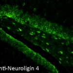 SMC-469_Neuroligin-4_Antibody_N98-7_IHC_Mouse_Dentate-Gyrus_1.png