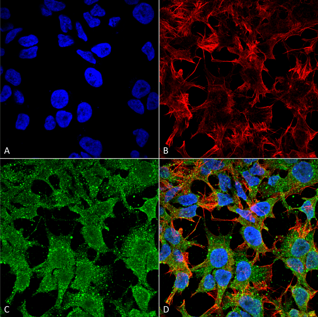 Anti-Protocadherin Gamma C3 Antibody [S174B-27] | StressMarq