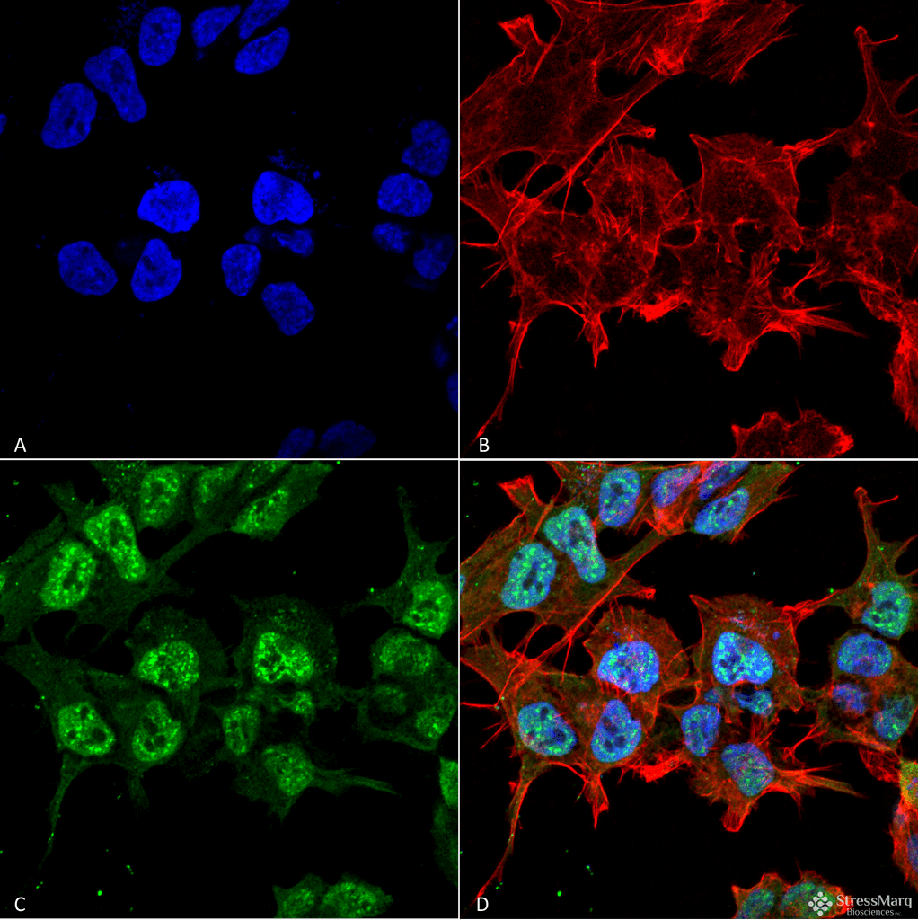 Anti-GABA A Receptor Alpha 2 Antibody [S399-19]