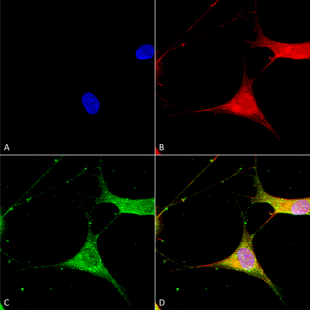 Anti-Kir6.1 Antibody [S366-60] Monoclonal IgG2A