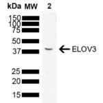 SMC-555_ELOVL3_Antibody_V61P2B3-D10_WB_Rat_brain_1.png