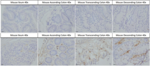 Mouse Anti-Alpha Synuclein Antibody (Aggregate-Specific) [2F11] used in Immunohistochemistry (IHC) on Mouse gut (SMC-617)