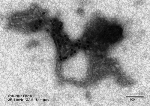 Alpha Synuclein Antibody (Aggregate-Specific)