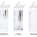 SMC-618_Amyloid-Beta-1-42-Oligomer_Antibody_1A2_WB_Human_Purified-protein_1.png