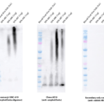 SMC-619_Amyloid-Beta-1-42-Oligomer_Antibody_1C1_WB_Human_Purified-protein_1.png
