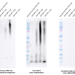 SMC-620_Amyloid-Beta-1-42-Oligomer_Antibody_2F9_WB_Human_Purified-protein_1.png