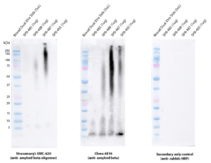 Rabbit Anti-Amyloid Beta 1-42 Oligomer Antibody [2F9] used in Western Blot (WB) on Human Purified protein (SMC-620)