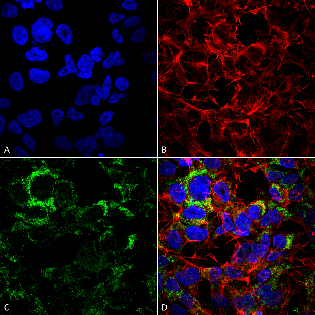 Anti-COX-4 Antibody (SPC-688) Rabbit Polyclonal | StressMarq