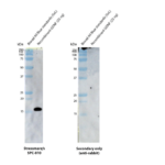 SPC-810_GDNF_Antibody_WB_Human-Recombinant-GDNF.png
