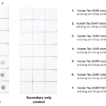 SPC-813_Tau-2N_Antibody_DB_Human_Recombinant-Tau-Monomers_1.png