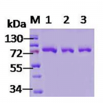SPR-119_GRP78_Protein_SDS-Page.png