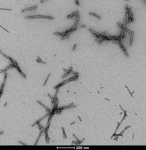 TEM of Type 1 Alpha Synuclein Pre-formed Fibrils (PFFs) (SPR-322)