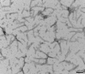 StressMarq’s Tau-441 (2N4R) P301S Mutant Pre-formed Fibrils (Baculovirus/Sf9)) (catalog# SPR-471).