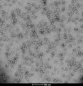TEM of Human Recombinant Alpha Synuclein Oligomers (Kinetically Stable) (SPR-484).