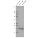 SPR-520_Alpha-Synuclein-pSer129-Monomers-Protein-SDS-Page-1.png